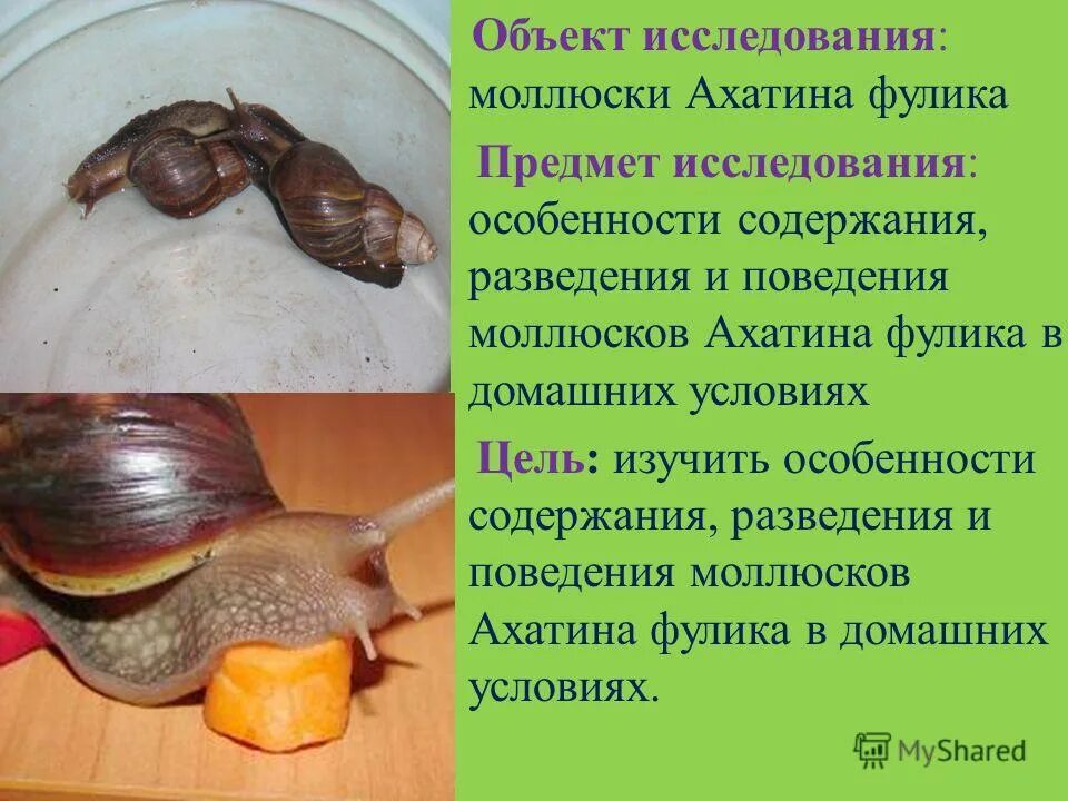 Содержание улиток. Домашние улитки ахатины. Комнатные улитки. Улитка большая домашняя. Как ухаживать за уа литками.
