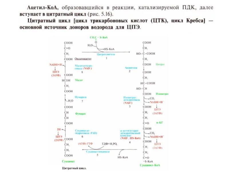 3 реакция цикла кребса