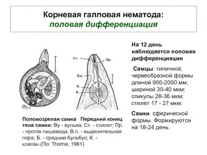 Половая дифференциация