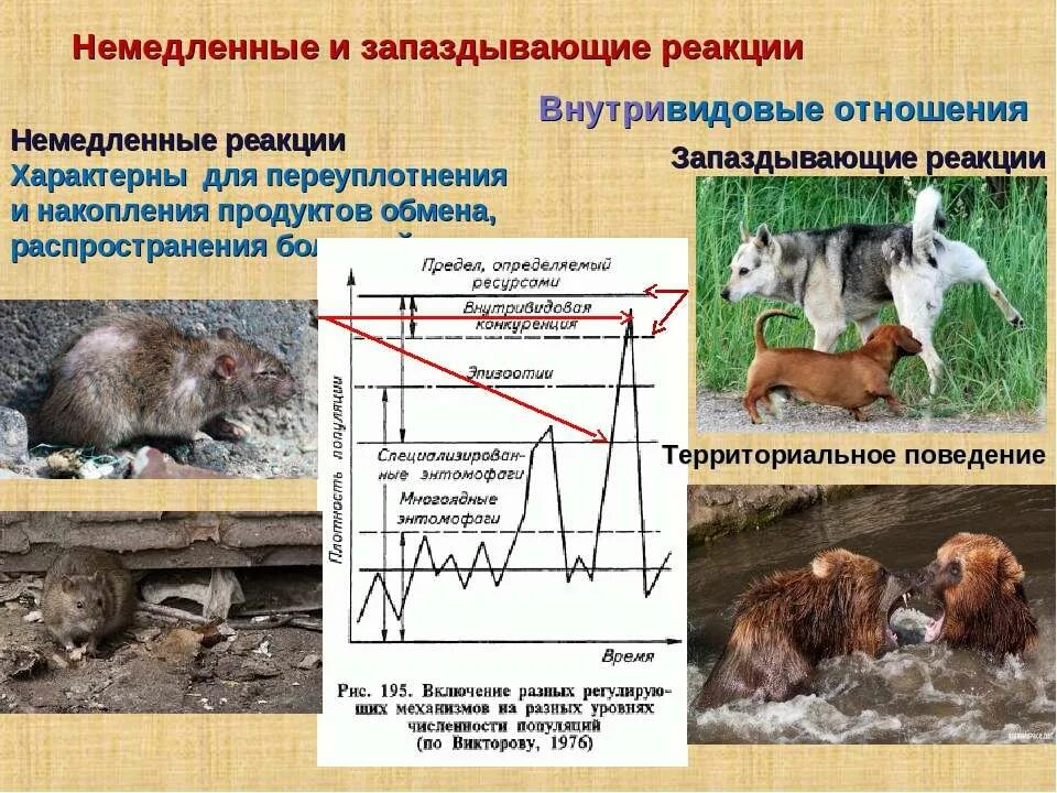 Регуляция популяции. Численность популяций и ее регуляция в природе. Территориальное поведение популяции. Регуляция численности популяции в природе. Численность популяции животных.