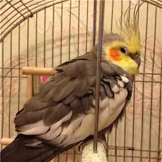 Попугай корелла дрожит