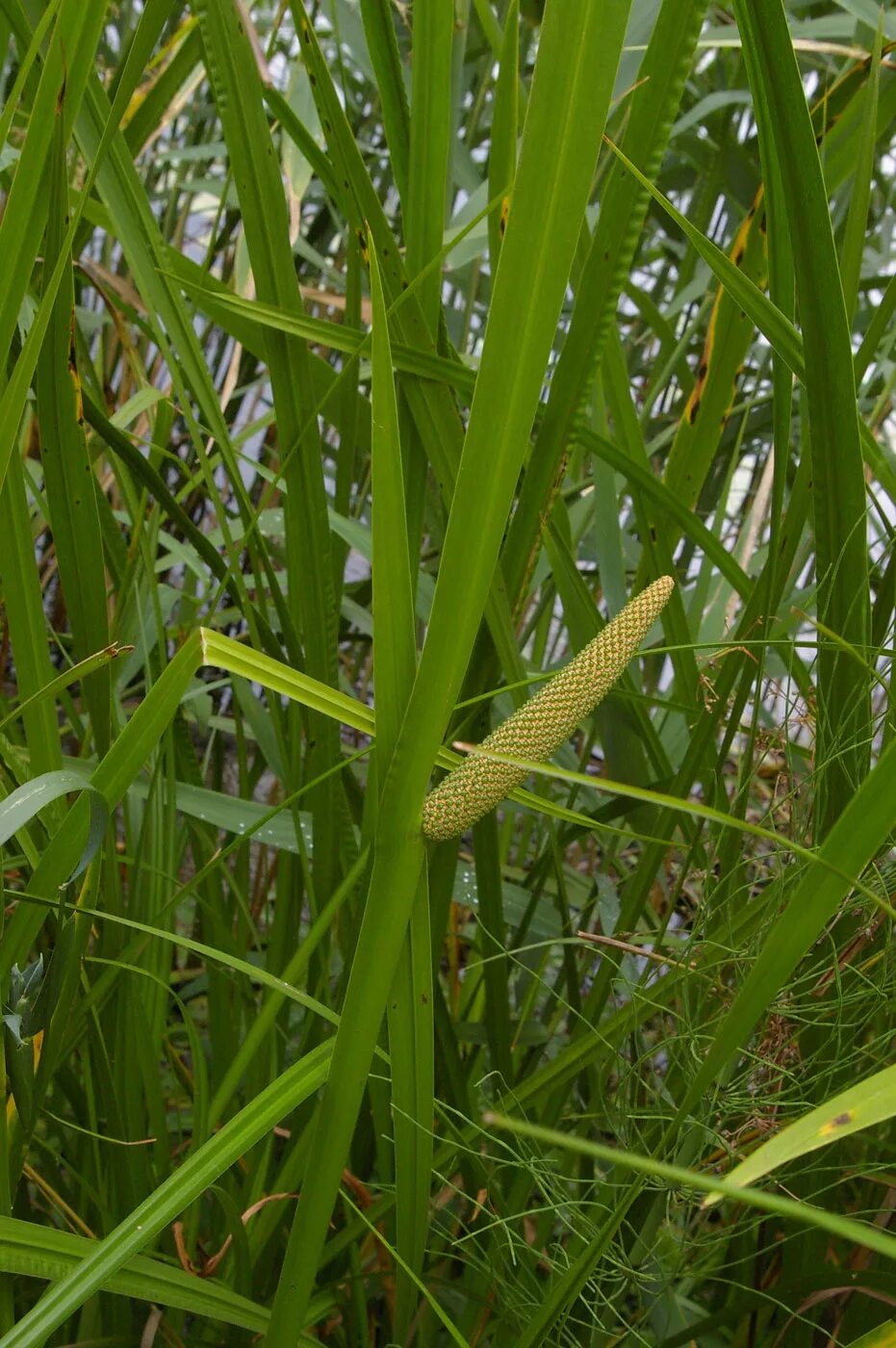 Аир цветок. АИР болотный (Acorus Calamus). АИР обыкновенный - Acorus Calamus. АИР болотный корневища. АИР обыкновенный болотный.