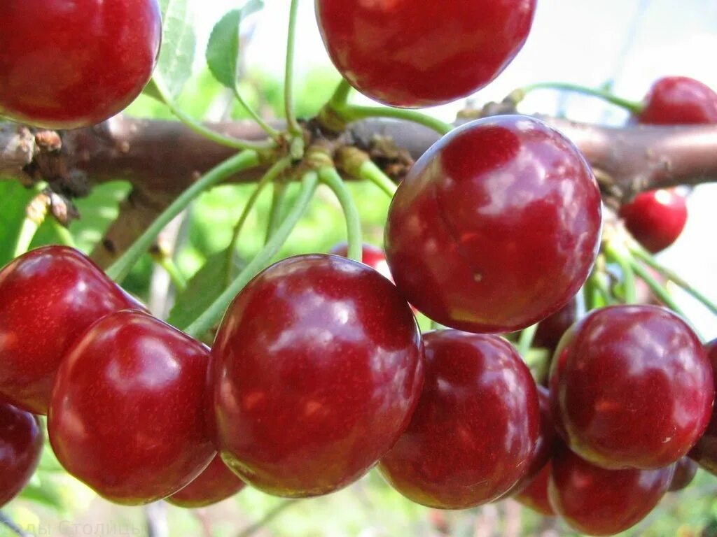 Черешня сорт кормилица