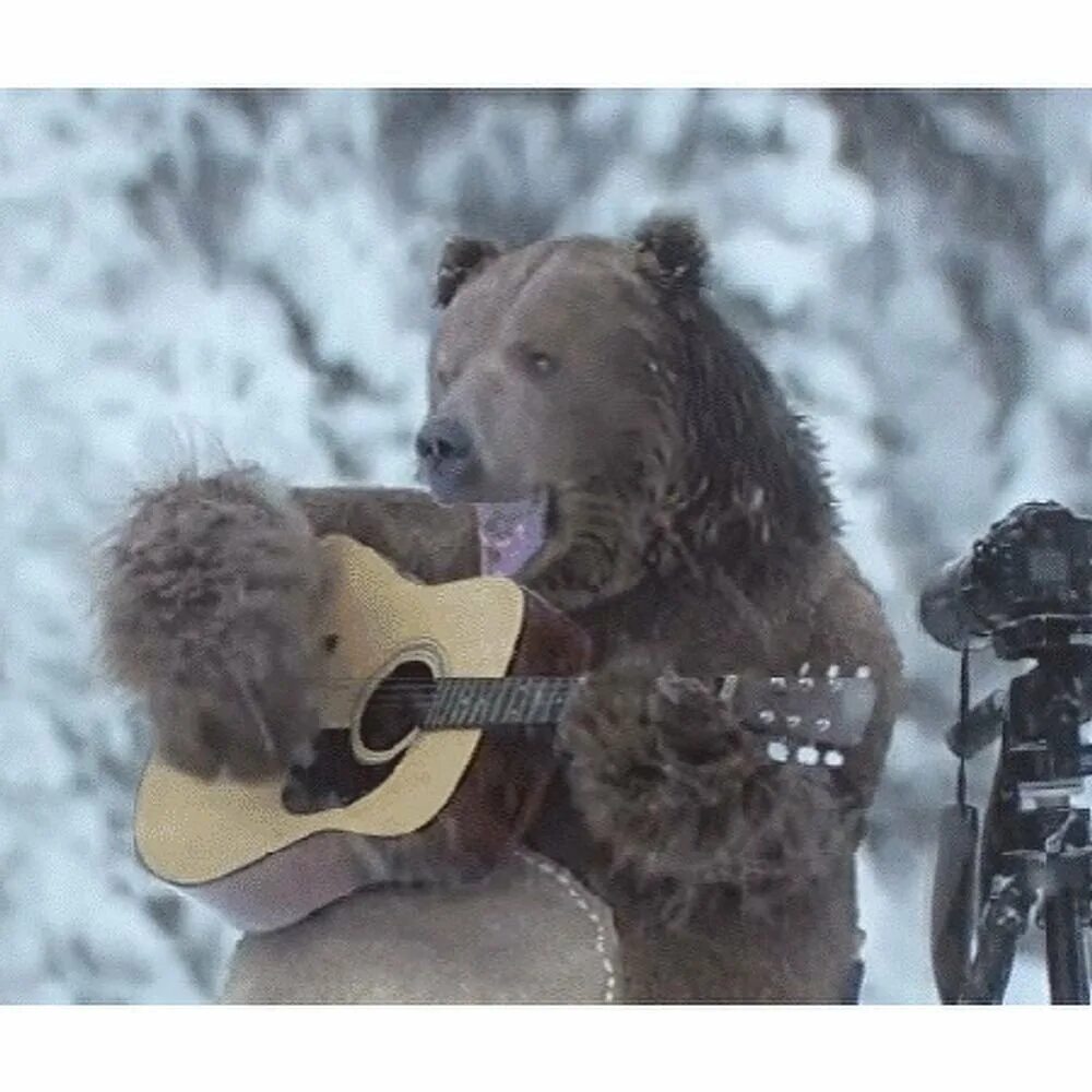 Я пою медведь. Медведь играющий на балалайке. Медведь играет на балалайке. Медведь играет на гитаре. Медведь поет фото.