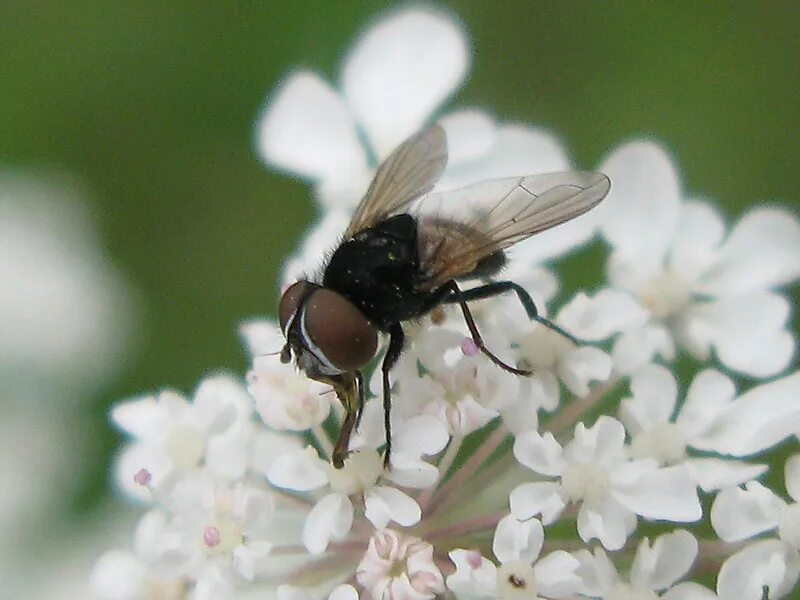 Гнус мошка. Мошки simulium damnosum. Мокрецы двукрылые. Мошки simuliidae. Мошка речная (simulium galeratum).