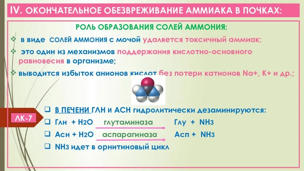 Окончательное обезвреживание аммиака в почках. Реакция образования аммиака. Пути обезвреживания аммиака в организме. Процессы обезвреживания аммиака.