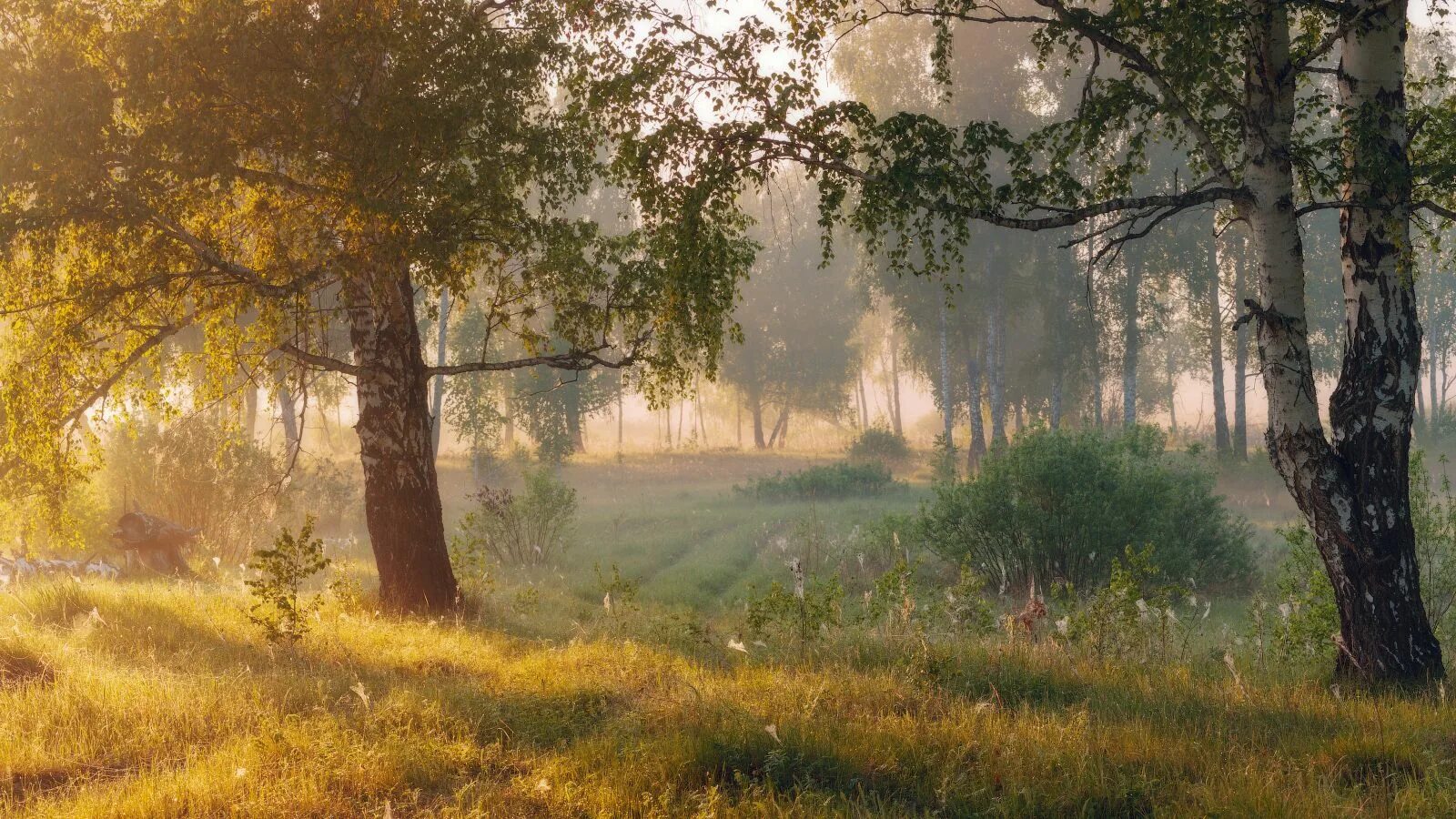 Утро в лесу. Русская природа. Утренний лес летом. Утро в Березовом лесу. Песня утро в лесу