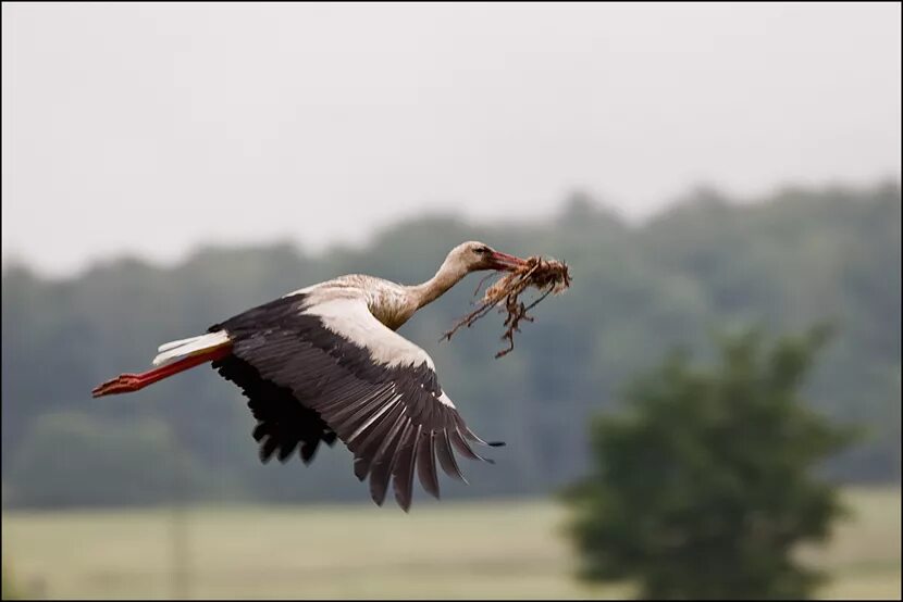 парящий аист. белый аист беларусь. аисты в беларуси. белый аист в полете. аист летит.