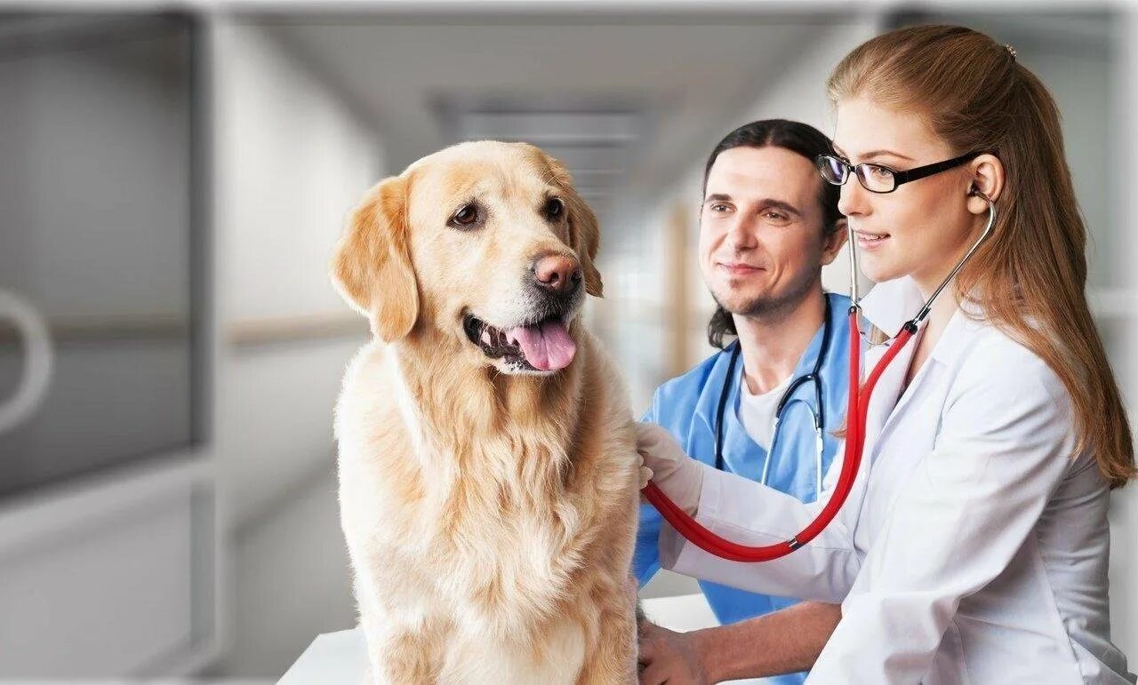 Pet clinic. Ветеринар. Профессия ветеринар. Ветеринар изображение. Фотосессия ветеринара.