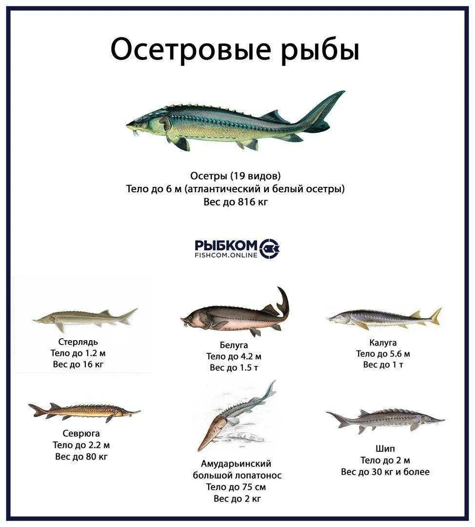 Осетровые виды рыб с названиями и фото, список самых популярных