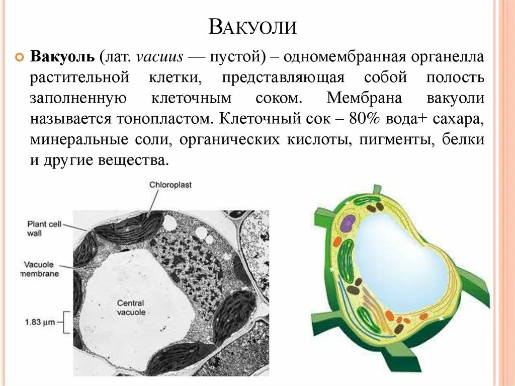 Вакуоль растительной клетки. Мембрана вакуоли растительной клетки. Органоид растительной клетки вакуоль. Функции вакуолей в растительной клетке. Клеточный сок содержимое вакуоли