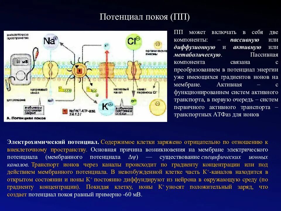 Концентрация натрия внутри клетки. Мембранный потенциал покоя клетки. величина мембранного потенциала покоя нервной клетки. мембранный потенциал ионов клетки. формирование потенциала покоя клетки.