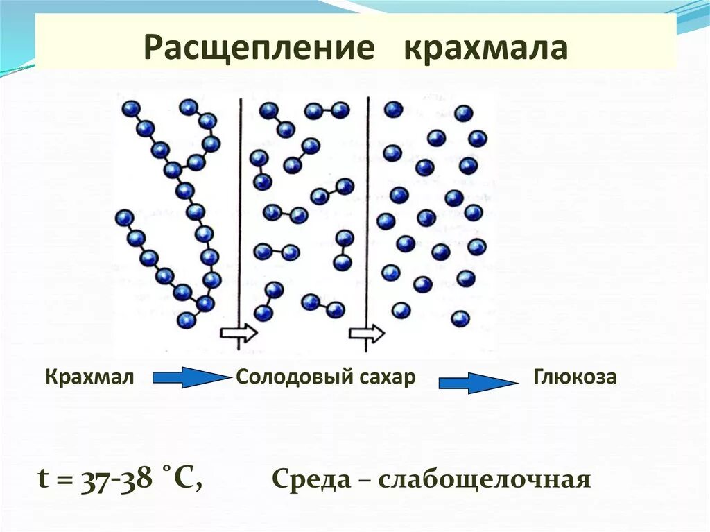 Какие вещества расщепляются слюной. Схема расщепления крахмала. Расщепление углеводов в ротовой полости. Расщепление крахмала с помощью фермента. Расщепление крахмала амилазой.