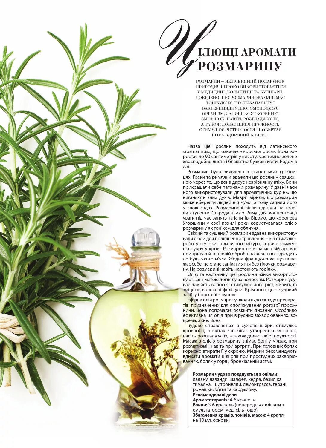 Розмарин синий. Розмарин лекарственный. Розмарин растение. Розмарин целебные свойства розмарин целебные свойства. Розмарин полезные свойства.