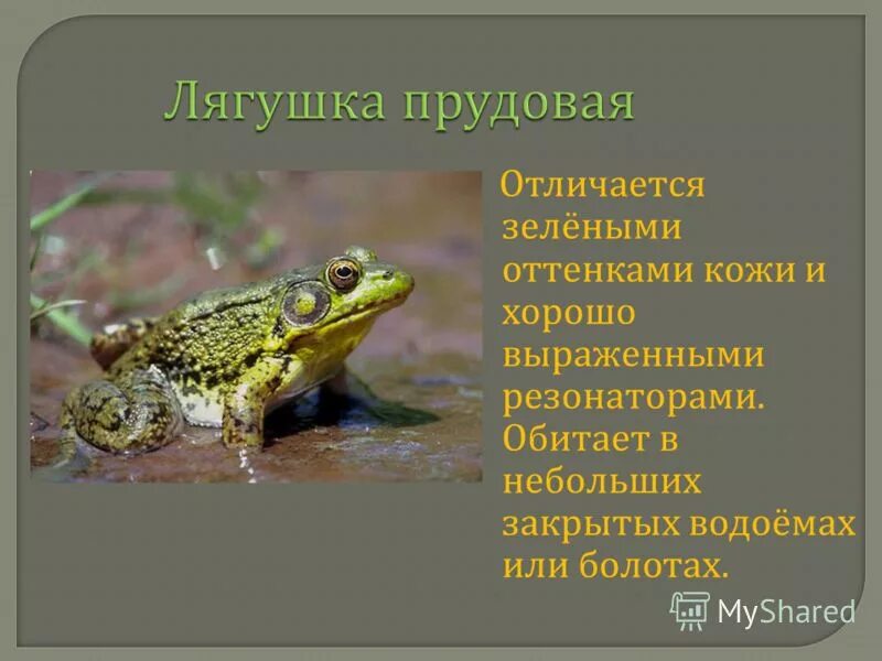 Лягушки и жабы относятся к группе. К какой группе относятся лягушки и жабы. К какой группе относятся лягушки и жабы. К какой группе относятся лягушки и жабы. Лягушка относится к группе.