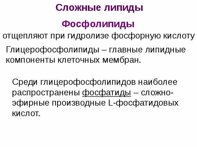 Запасным липидам. Запасным липидам. Липиды анатомический рисунок. Липиды классификация липидов. Липиды.