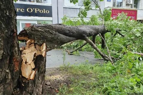 Ветер ломает деревья