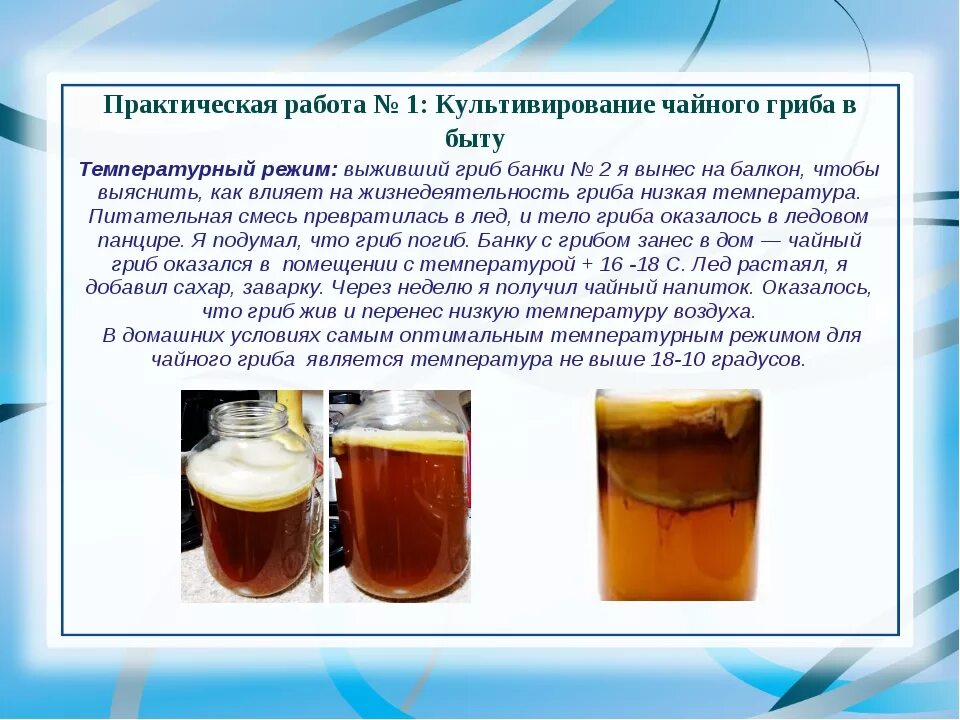 Чайный гриб сколько дней. Чайный гриб сколько сахара на 1 литр воды. Пропорции для чайного гриба на 2 литра. Чайный гриб в банке. Строение чайного гриба.