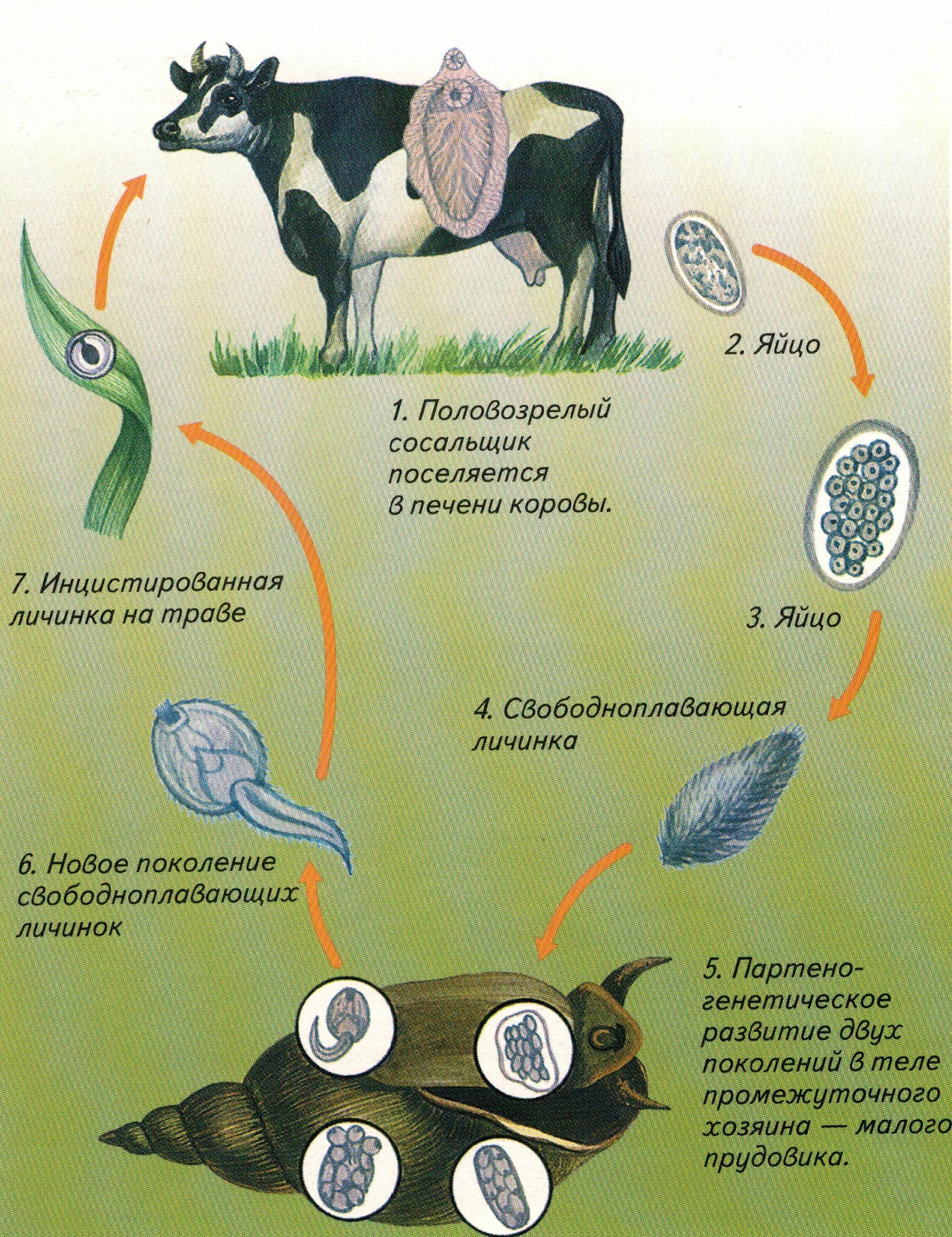 Корова и печеночный сосальщик