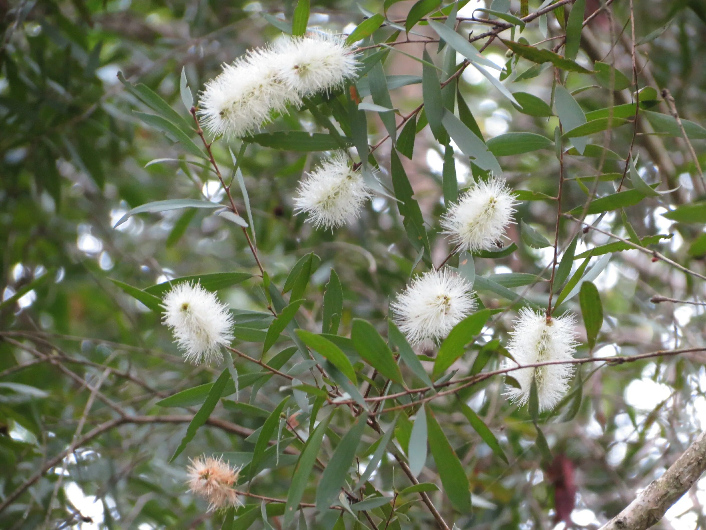 Через сколько дней зацветает. Bottlebrush Willow. Каллистемон черенок цветет. Каллистемон кустарник белый. Цветение каллистемона в Сочи.