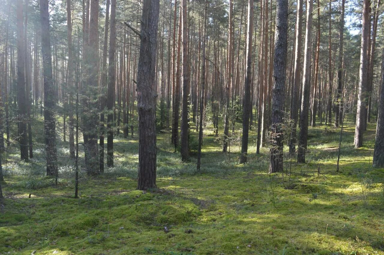 охраняемый природный ландшафт «черняевский лес». сосновка пермский край. участок у леса. пермский край черняевский лес. аренда лесов пермь.