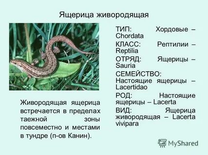 К какому типу и классу относится