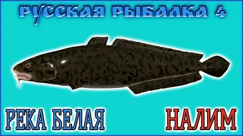 Рр4 форель на белой
