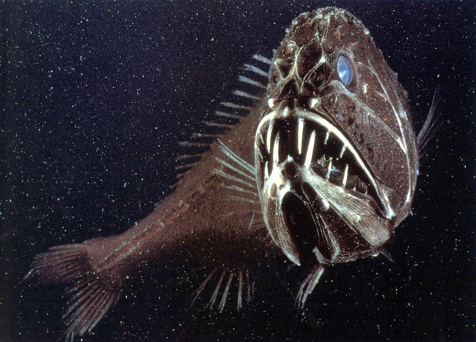Глубоководные рыбы океанов. Длиннорогий Саблезуб (Anoplogaster cornuta). Удильщик мешкорот. Чёрный удильщик Джонсона. Длиннорогий Саблезуб малек.