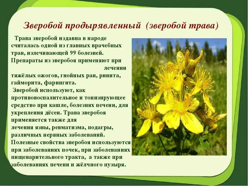 Зверобой для чего. Зверобой продырявленный систематика. зверобой описание растения. лекарственные растение зверобой лечебные свойства. зверобой интересные факты.