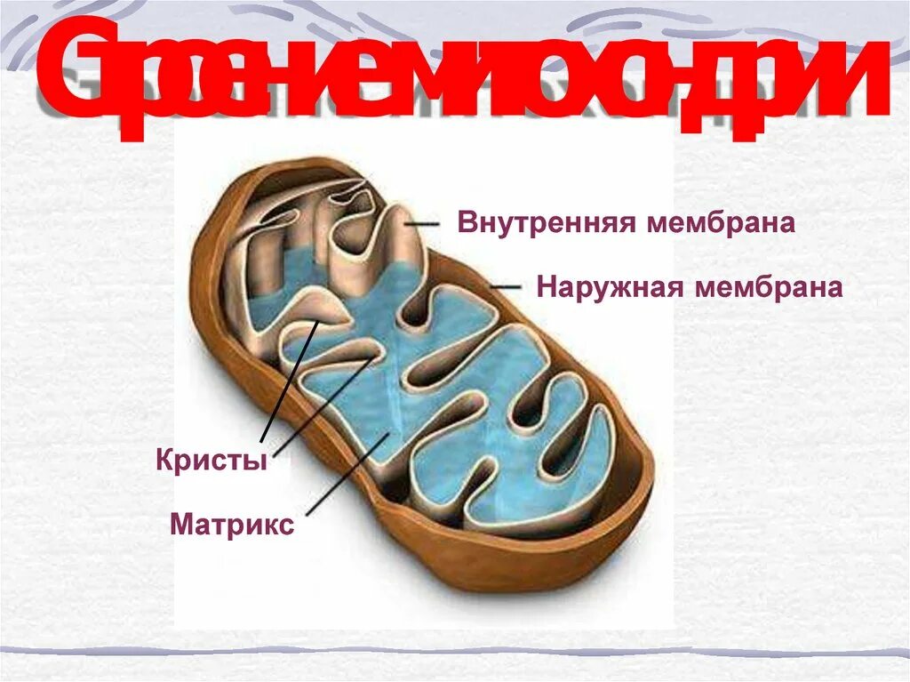 Строение митохондрии. Внутренняя мембрана митохондрий. Строение мембраны митохондрии. Строение митохондрии наружная мембрана. Строение матрикса митохондрий.