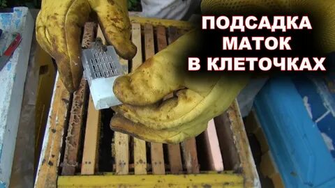 Прием маток