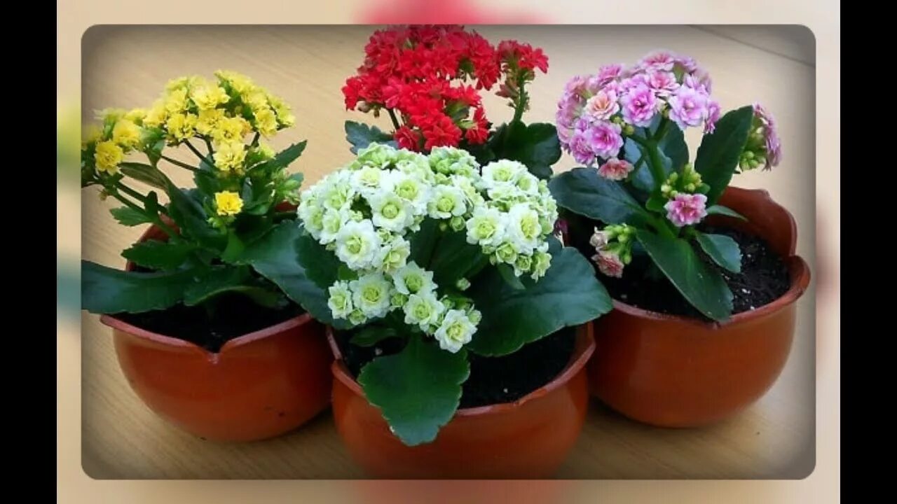 16+ Surprising Plants Indoor Low Light Ideas Hanging Artificial Plants Artificia