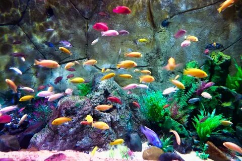Freshwater Aquarium Fish: Yandex Görsel'de 1 bin görsel bulundu