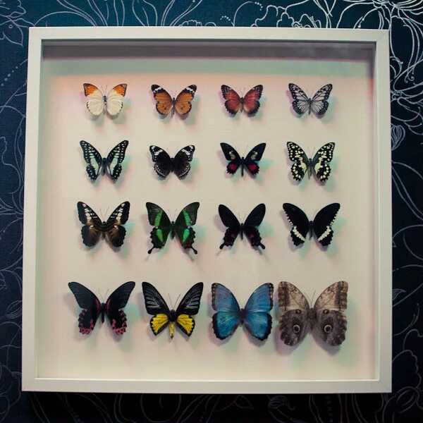 Купить бабочки с доставкой. Музей бабочек. Коллекция бабочек. Коллекция мёртвых бабочек. Коллекционирование мертвых бабочек.