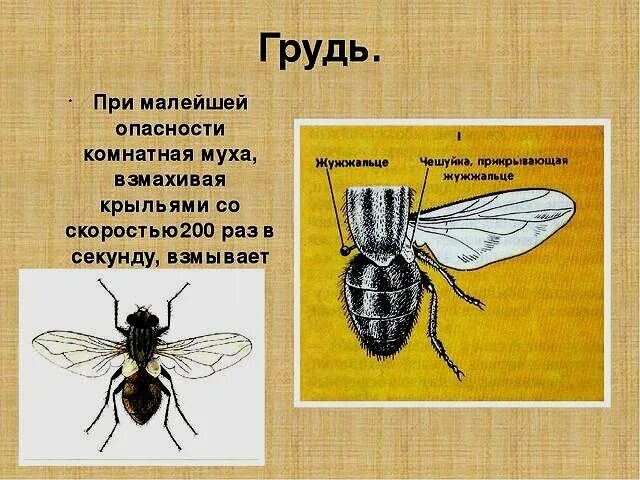 Форма крыльев мухи. Муха (насекомое) строение. Жужжальца мухи. Внешнее строение мухи. Комнатная Муха строение.