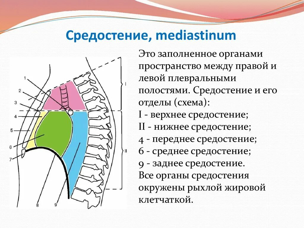 Строение средостения схема. Топография органов переднего средостения схема. Анатомия переднего и заднего средостения схема. Классификация средостения топографическая анатомия.