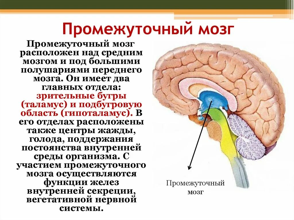 Функция промежуточного мозга дыхание температура тела. Промежуточный мозг гипоталамус. Промежуточный мозг строение и функции таблица. Промежуточный мозг строение. Промежуточный мозг схема.