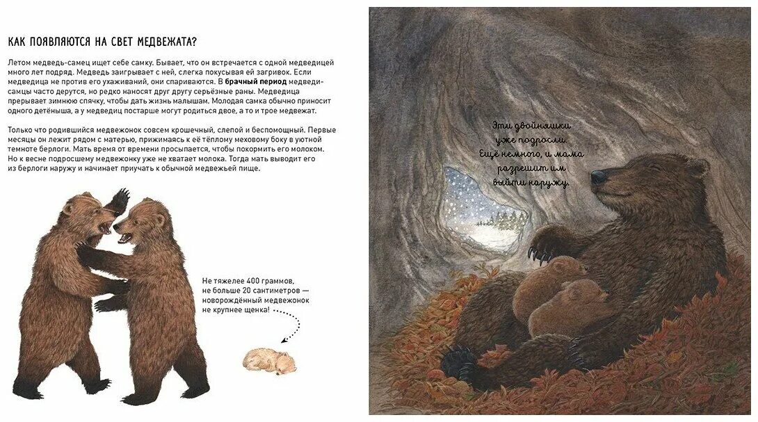 Какие отношения складываются между брусникой и медведем. Медведь с книгой. Медведь сказка. Сказка про медвежонка. Мама Медведица и Медвежонок.