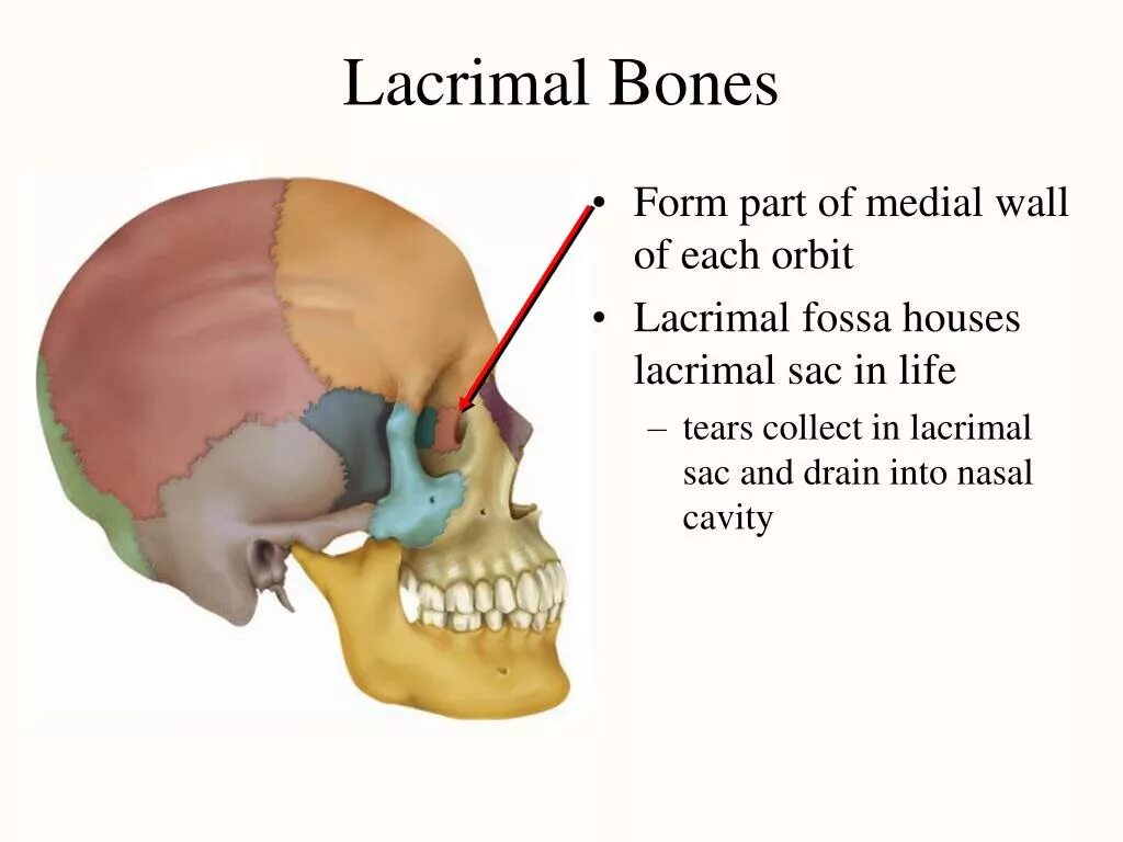 Lacrimal Bone. Os lacrimale анатомия. Фосса гландуле лакримале. Medial Wall of the Orbit. The bones form