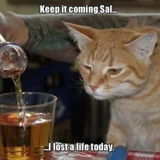 Кошка которая не пей