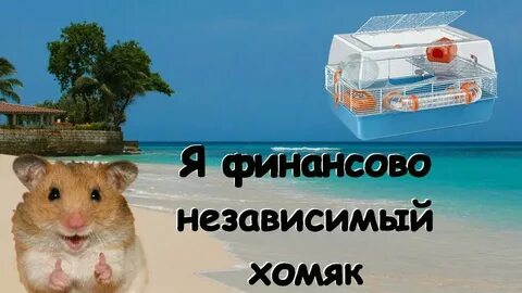 Хомяк откуда деньги