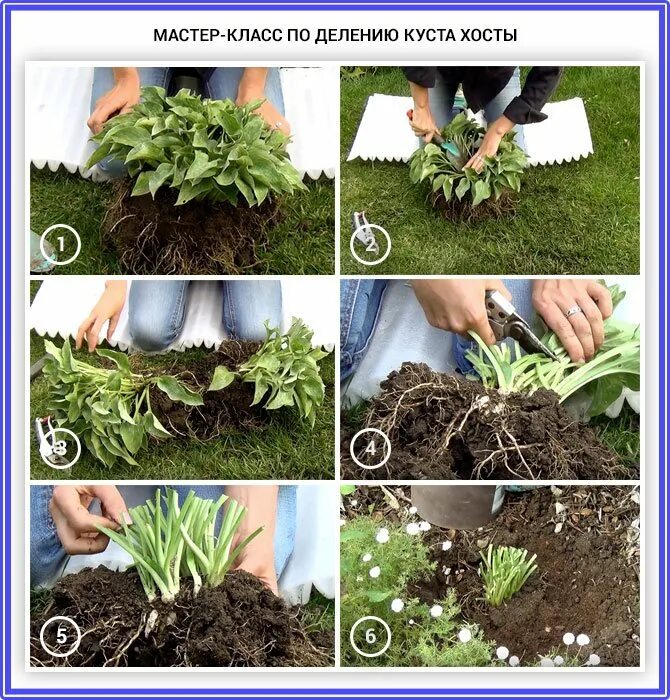 Размножение хост. Хоста корневые черенки. хоста размножение делением куста. размножение многолетников делением куста. деление куста хосты.