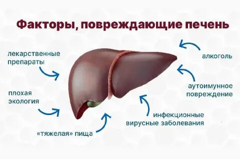 От чего страдает печень