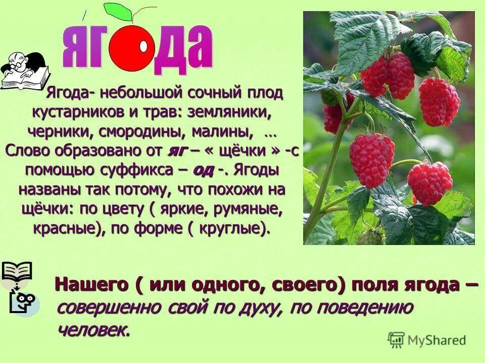 Ягодки почему. Ягоды описание. Небольшие сочные плоды кустарников. Небольшой сочный плод кустарников и трав. Малина описание растения.