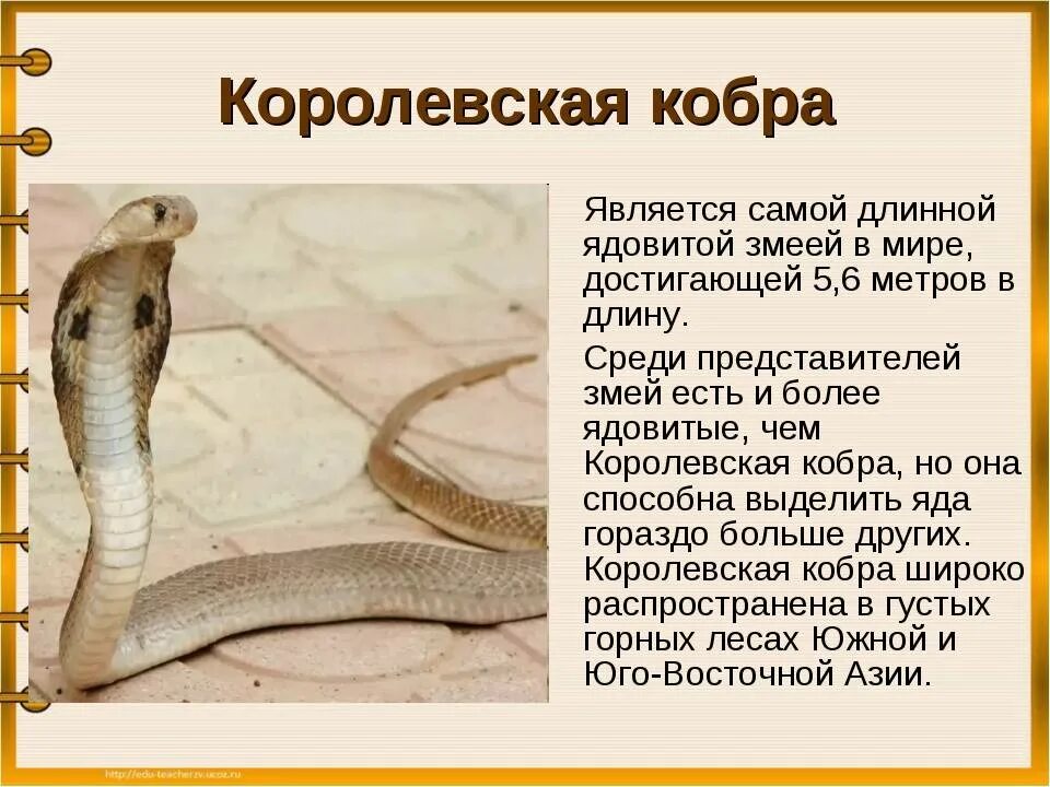 Cobra на русском. Доклад о змеях. Змеи доклад. Сообщение о Кобре. Ядовитые змеи доклад.