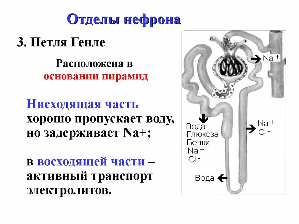 Функциональное строение нефрона. Отделы нефрона почки анатомия. Отделы нефрона и его функции. Нефрон строение и функции. Клетки нефронов почек