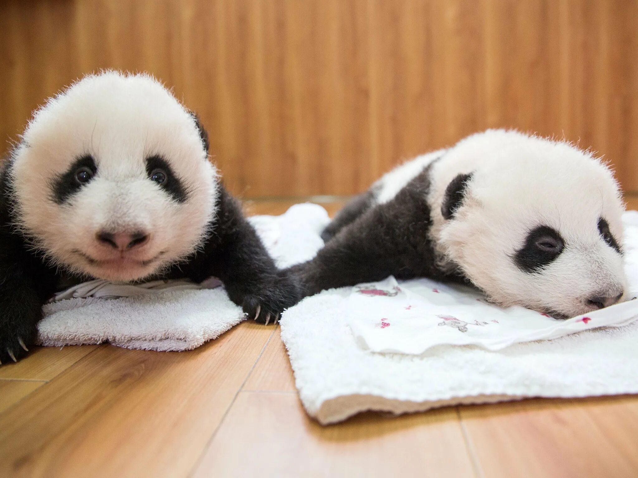 Панда с детёнышем. Панда маленькая детёныш. Энраста маленькая Панда. Панды с малышом. Картинка милой панды