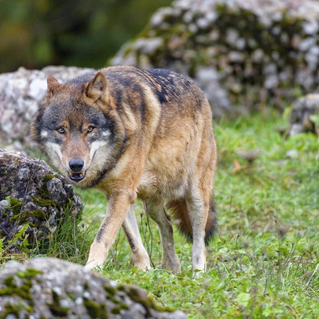 Элькуш волки