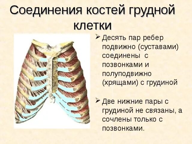 Ребро тип соединения. Соединение ребер с грудиной и позвоночником. Соединения ребер с грудиной и грудными позвонками. Соединение позвонков ребер с грудиной). Соединение ребер с позвонками и грудиной грудная клетка.