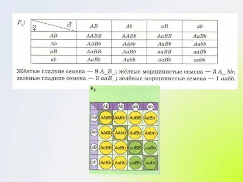 AABB AABB. AABB AABB генотип. AABB биология. AABB скрещивание.